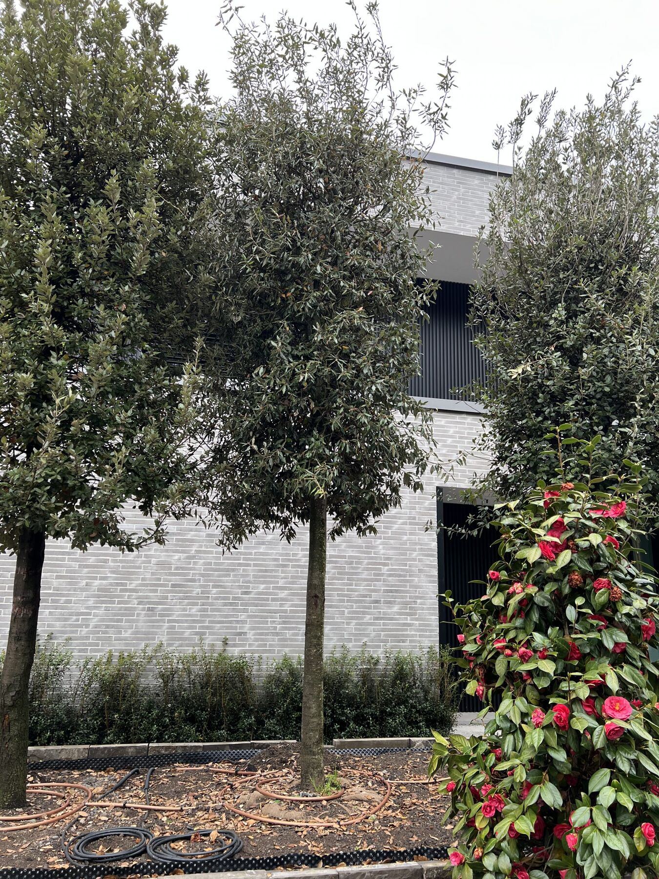 Wohnhaus hinter Bäumen